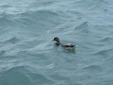 Swimming in Lake Michigan
