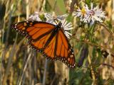 October Butterfly