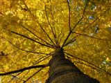 Golden Canopy