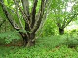 Branching Trees