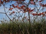 Autumn Marsh