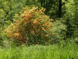 Tree Full of Flowers