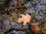 Leaf in the Stream