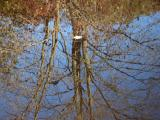 Reflection of Bare Branches