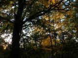 Forest at Sunset