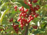 Red Berries