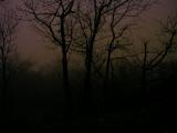 In the Dark Forest