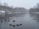 Ducks on a Wintery River
