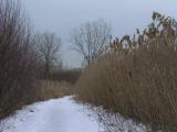 Path through the Grasses