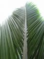 Vertical Frond