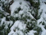 Snow on the Needles