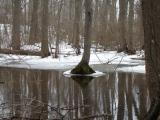 Green Oasis in the Frozen Swamp