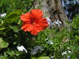 Red Hibiscus