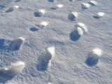 Footprints in the Snow