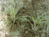 A Pair of Air Plants