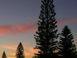 Evergreens at Sunset