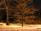 Trees in Sepia