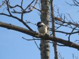 Braintree Chickadee