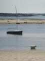 Dog, Boat and Bay