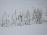 Winter Grasses