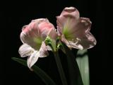 Pink Amaryllis