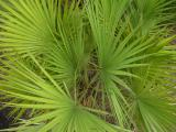 Palmetto Cluster