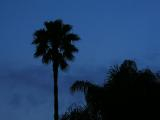 Evening Palm