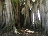 Banyan Alcove