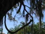 Bird and Spanish Moss