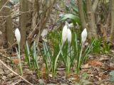 Emerging Crocuses