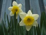 Spring Daffodils