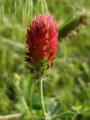 Crimson Clover