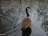 Goose amid Ripples