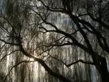 Veil of Branches
