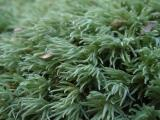 Cushion Moss