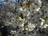 Starry-Eyed Blossoms