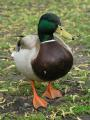 Standing Duck