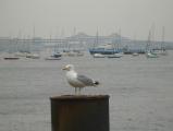 Seagull and Boats