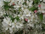 Apple Blossoms