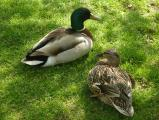 Pair of Lawn Ducks