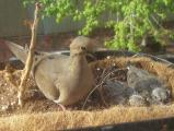 Nesting Dove