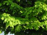 Layers of Green Leaves