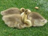 Sleepy Goslings