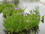 Lush Water Irises