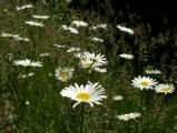 Daisies