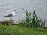 Seagull on the Riverbank
