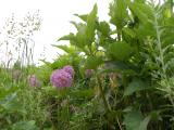 Flowers in a Sea of Green