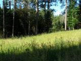 Lawn and Forest