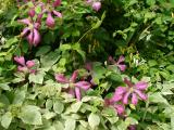 Clematis and Honeysuckle