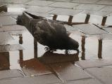 Pigeon in a Puddle